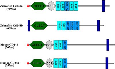 Cd248a and Cd248b in zebrafish participate in innate immune responses